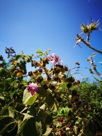 Low angle view of flowering plant against blue sky