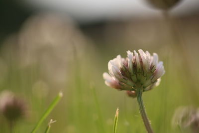 Close-up of pink flowering plant