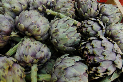 Freshly harvested artichokes on the market, green and purple color