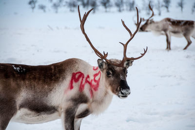 Close-up of deer standing on snow field