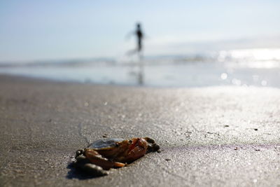 Close-up of crab on beach