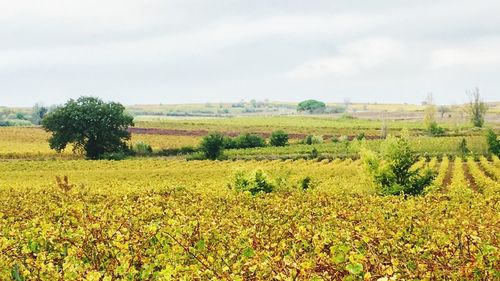 Scenic view of agricultural field against sky