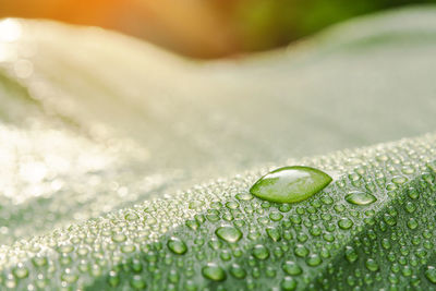 Close-up of raindrops on leaf