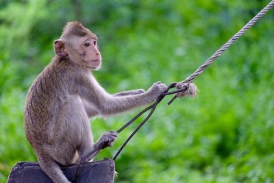 Monkey sitting on tree