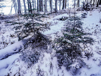 Snow covered trees in forest