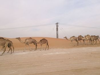 Horses on farm against sky