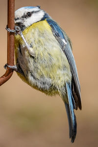 Close-up of bird perching on tree