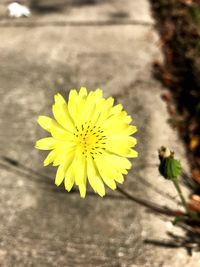 Close-up of yellow flower