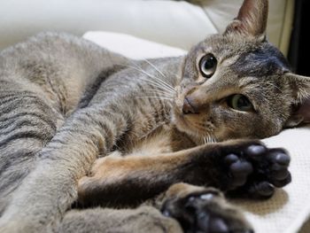 Close-up of cat
