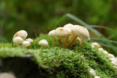 Close-up of mushrooms growing on field