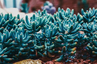 Close-up of succulent plant