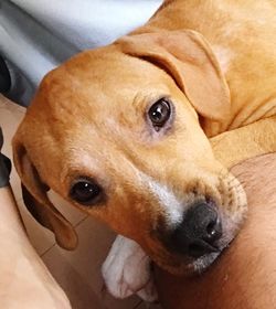 Close-up portrait of dog