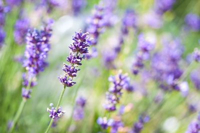 Close-up of purple flowering plant on field