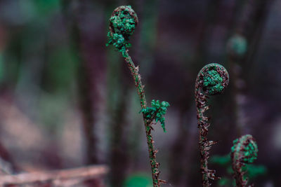 Close-up of fern against blurred background