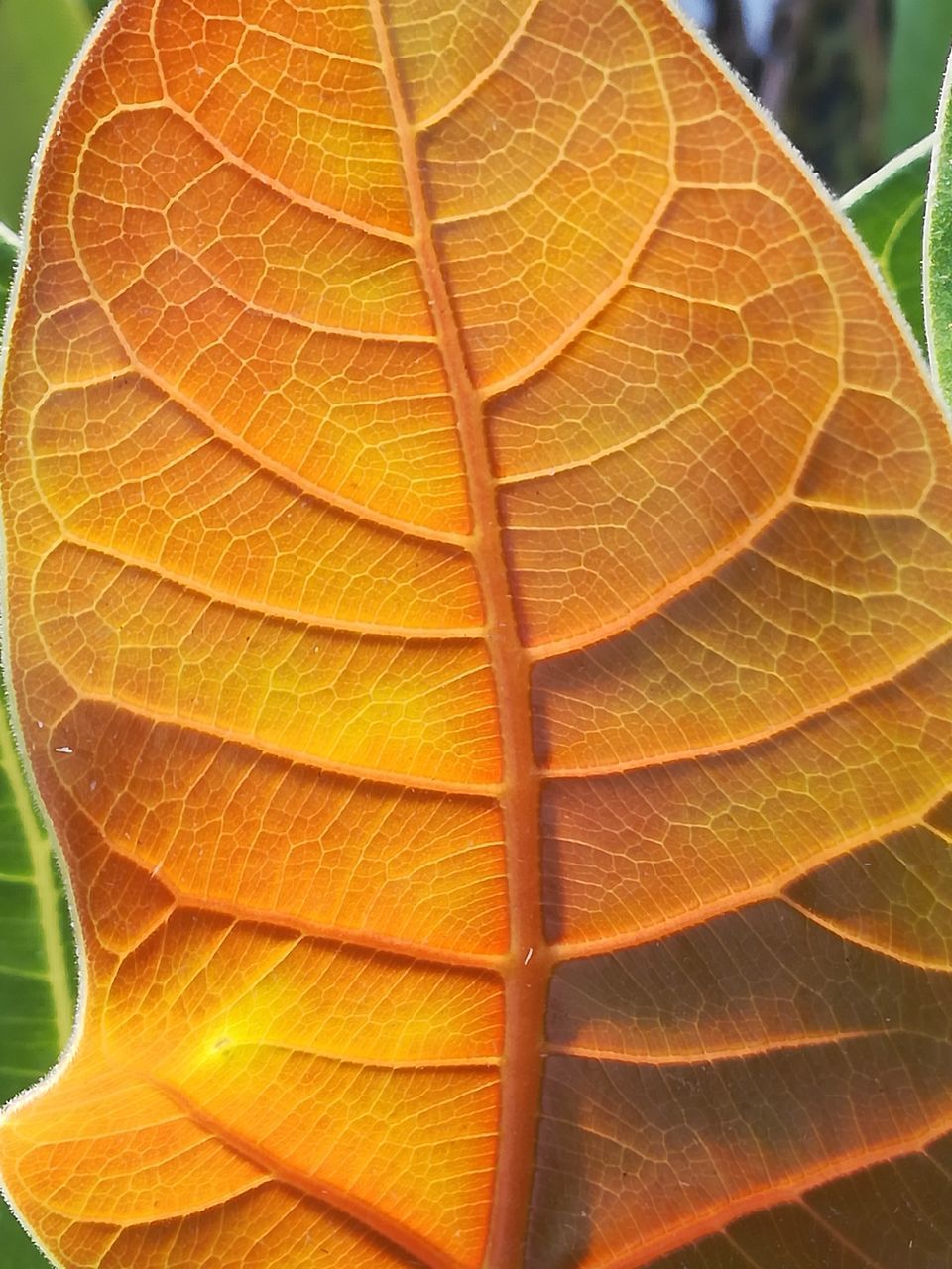 MACRO SHOT OF ORANGE LEAVES