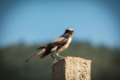 Close-up of bird perching