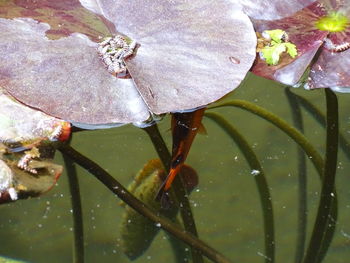 Close-up of insect on leaf