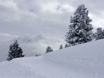 Pine trees on snow covered landscape against sky