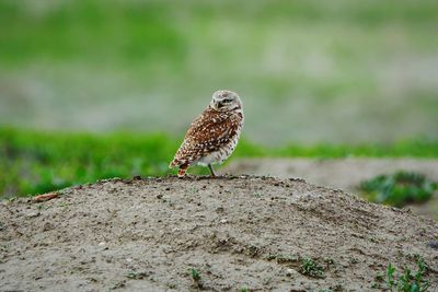Close-up of owl perching on field