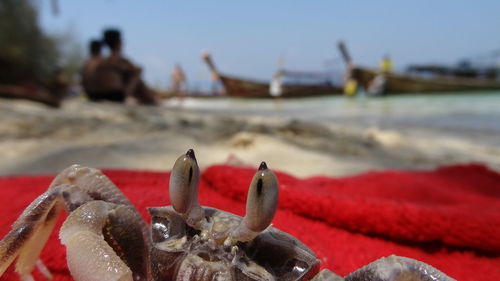 Close-up of red crab in the sea