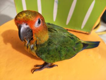 Close-up of parrot perching