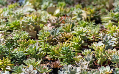 Full frame shot of plants