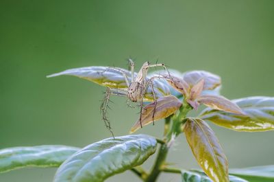 Close-up of insect on plant