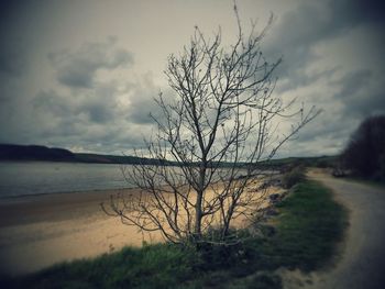 Bare trees on landscape