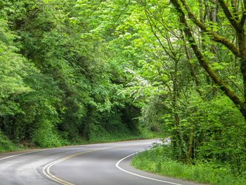 Road amidst trees in forest