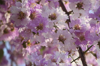 Close-up of pink cherry blossom tree