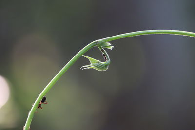 Close-up of insect on plant