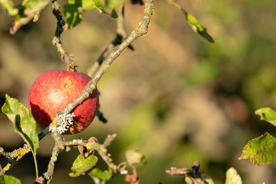 Close-up of apple on plant