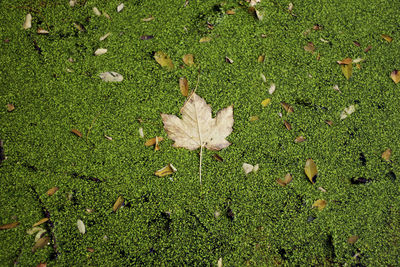 High angle view of dry leaf on grass