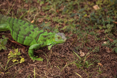 Juvenile green iguana scientifically known as iguana iguana is an invasive species in florida.