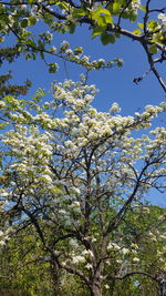 Low angle view of tree against blue sky