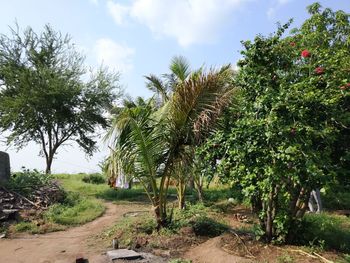 Trees and plants on landscape against sky