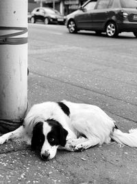 Portrait of dog lying down on street