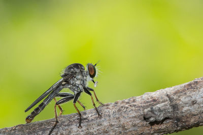 Close-up of fly on wall