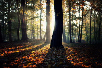 Trees in forest