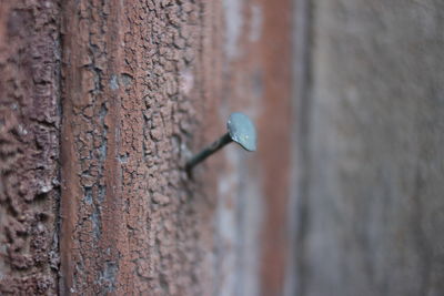 Close-up of rusty metal on wall