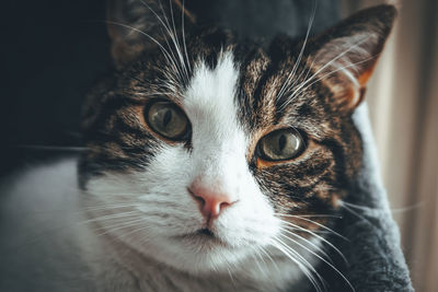 Close-up portrait of a cat