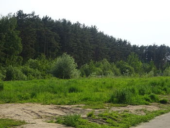 Scenic view of forest against clear sky