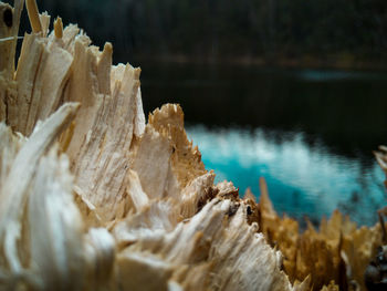 Close-up of rocks in the forest