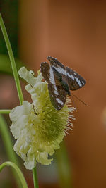 Close-up of butterfly pollinating on flower