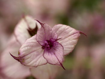 Close-up of pink flowers blooming outdoors