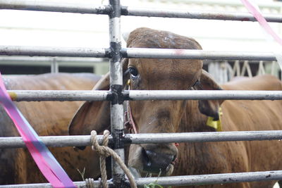 Close-up of horse in pen