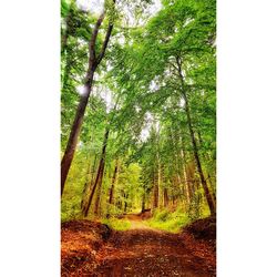 Trees in forest