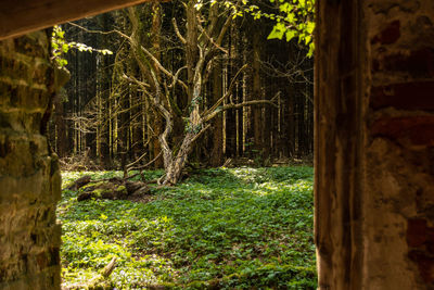 Trees growing on field in forest