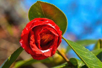 Close-up of red rose