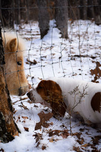 View of an animal on snow field